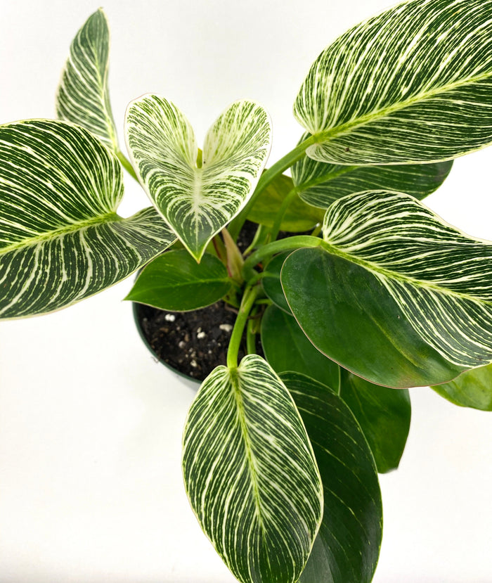 Philodendron Birkin, White Stripe Leaves in a 1 gallon grower pot with glossy, dark green leaves and striking white stripe variegation displayed from a top-down view against a white background,