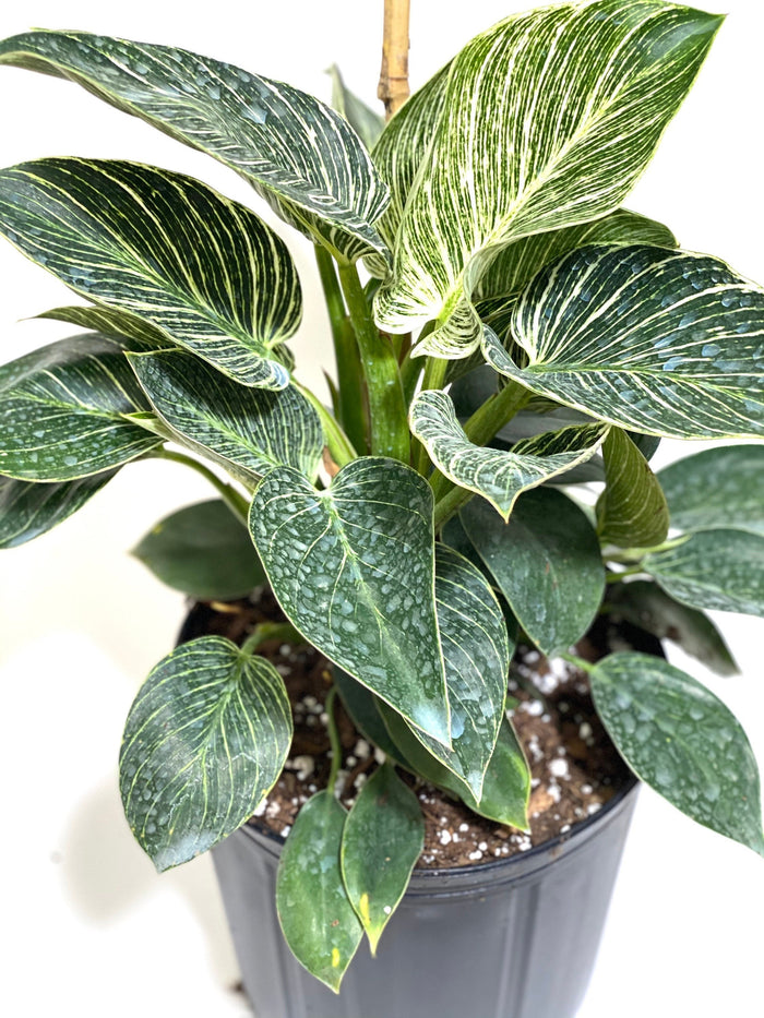 Close up of Philodendron Birkin, White Stripe Leaves with glossy, dark green foliage and striking white stripe variegation