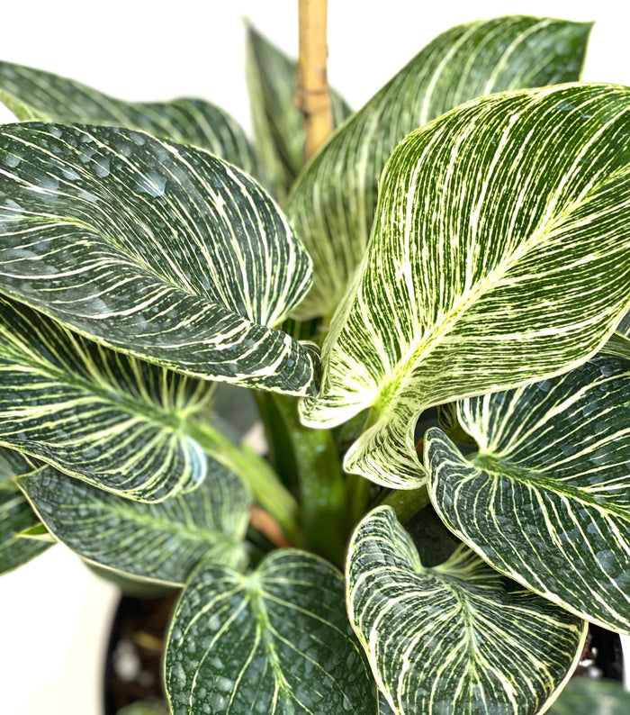 Close up of Philodendron Birkin, White Stripe Leaves with glossy, dark green foliage and striking white stripe variegation
