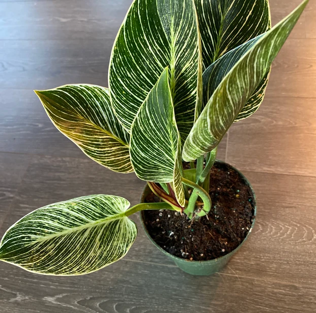 Philodendron Birkin, White Stripe Leaves in a  1 gallon grower pot with glossy, dark green leaves and striking white stripe variegation displayed from an upper angle on a wooden floor