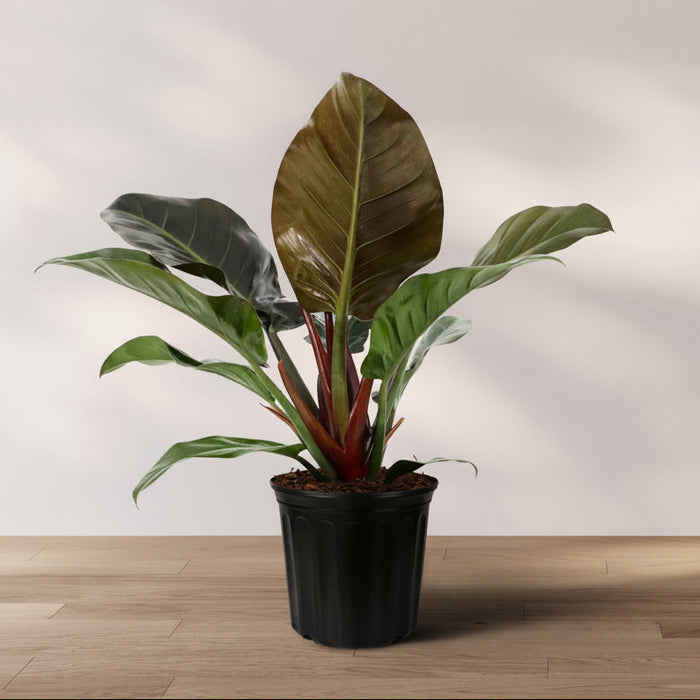 A potted Philodendron Black Cardinal plant with dark green and dark brown foliage placed on a wooden floor against a white wall.