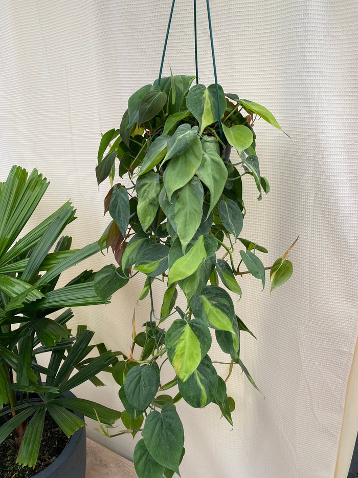 hanging Philodendron Brazil in Hanging Basket, Live Tropical Vining Plant
