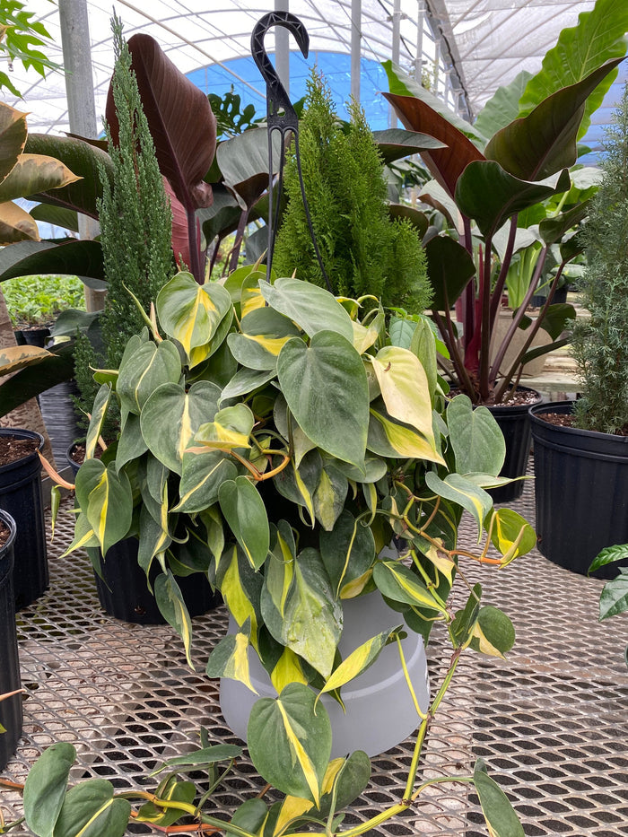 front view of Philodendron Brazil in Hanging Basket, Live Tropical Vining Plant in a white pot