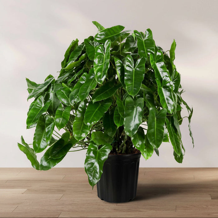Philodendron Burle Marx in a 2 gallon  grower pot with heart-shaped, glossy green leaves displayed on a wooden floor