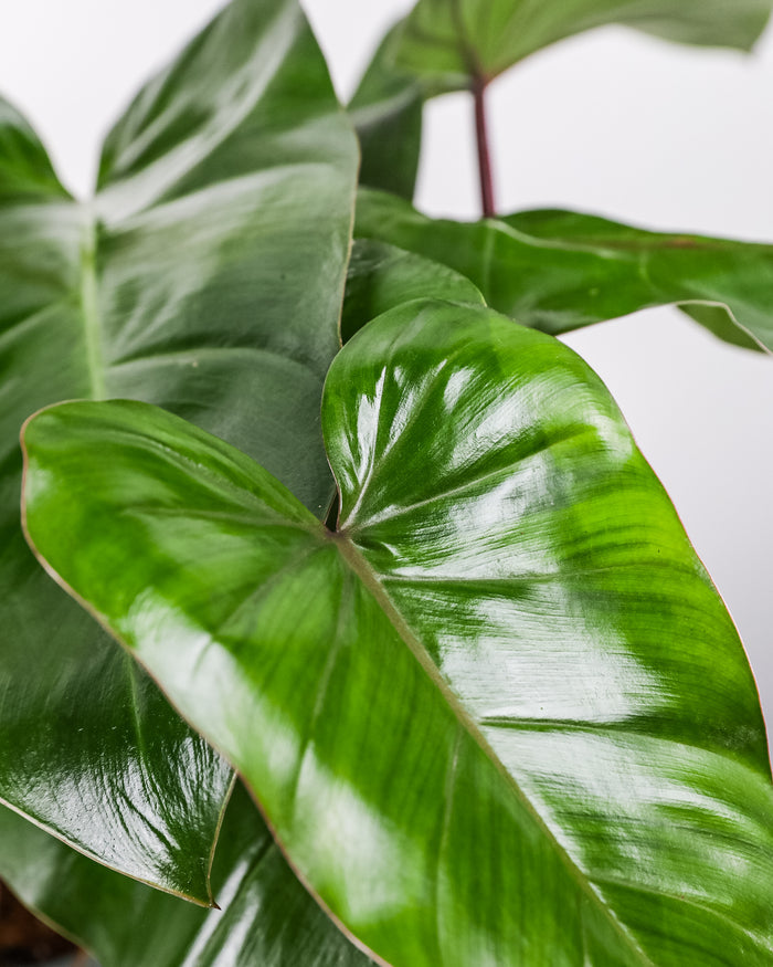 leaf of Philodendron Emerald Red in Trellis Exotic Vining Plants