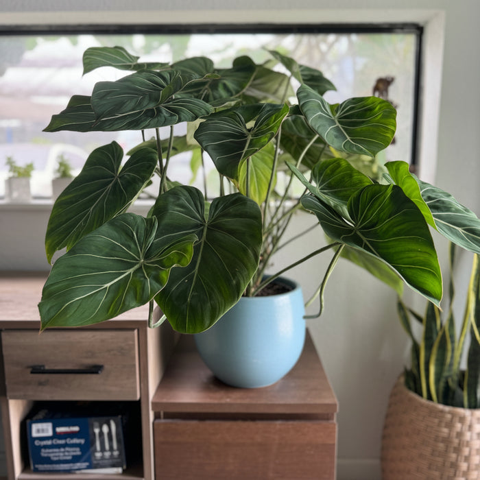Philodendron Gloriosum with large leaves in a grey deco pot inside office.