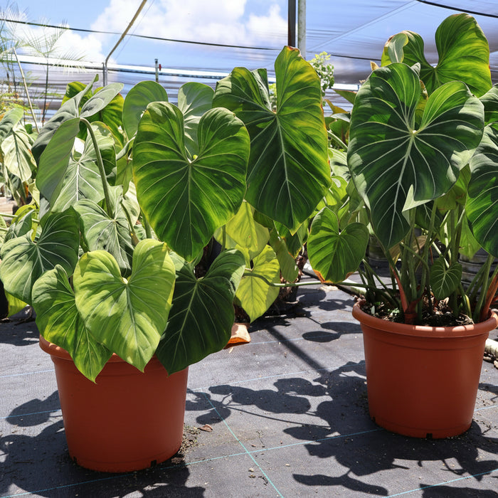Philodendron Gloriosum featuring green leaves with prominent pale veins in  5 gallon black nursery pots