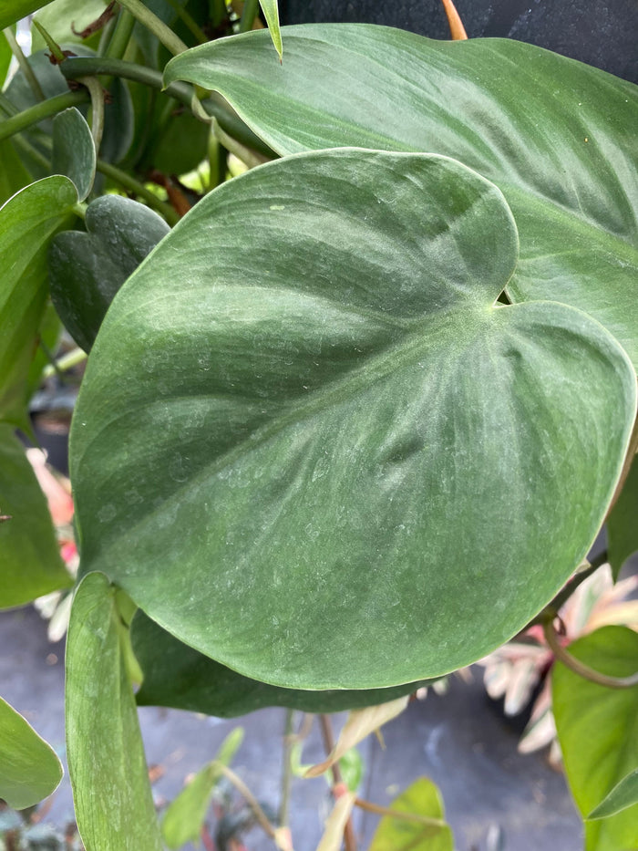 Close up of Philodendron Heart Leaf, Sweetheart Plant leaves with glossy green heart-shaped foliage and subtle texture