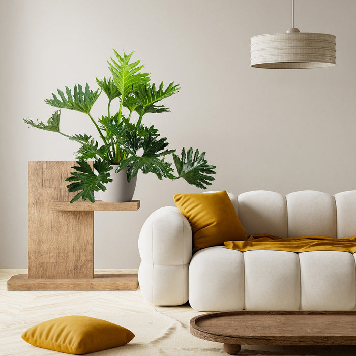 Philodendron Split Leaf Selloum in a white pot with large, deeply split green leaves displayed on a modern wooden plant stand next to a white sofa