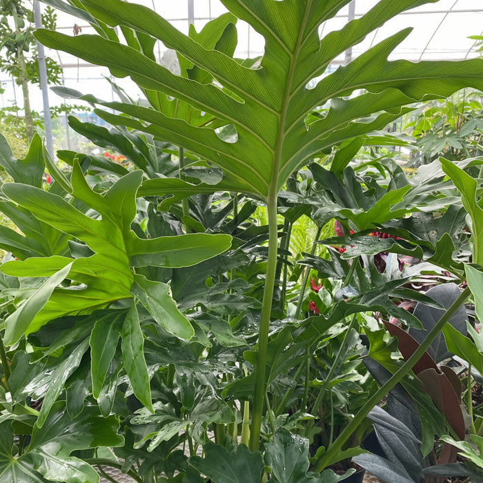 Philodendron Split Leaf Hope close up of leaves