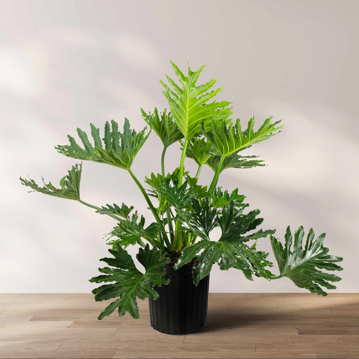 Philodendron Split Leaf Selloum in 2 gallon grower pot with large, deeply split green leaves displayed on a wooden floor