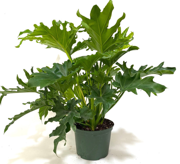 Philodendron Split Leaf Selloum in a 2 gallon grower pot with large, deeply split green leaves displayed against a white background