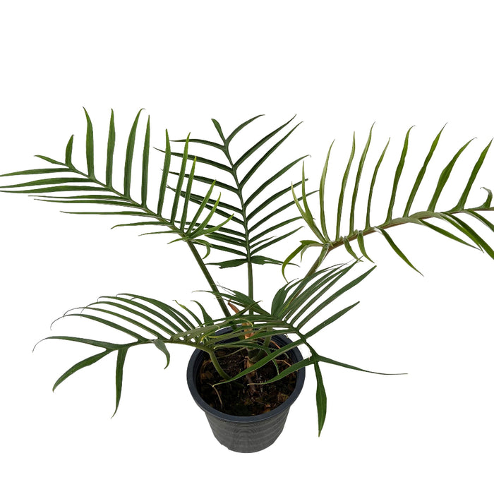 uper view of Philodendron Tortum, Fern Leaf Vining Plant