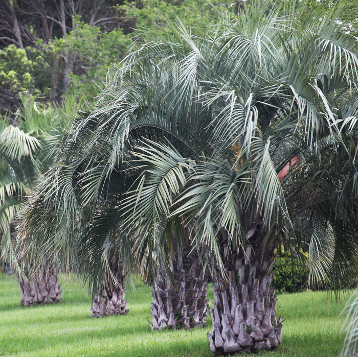 Pindo Palm, Jelly Palm, Cocos Australis