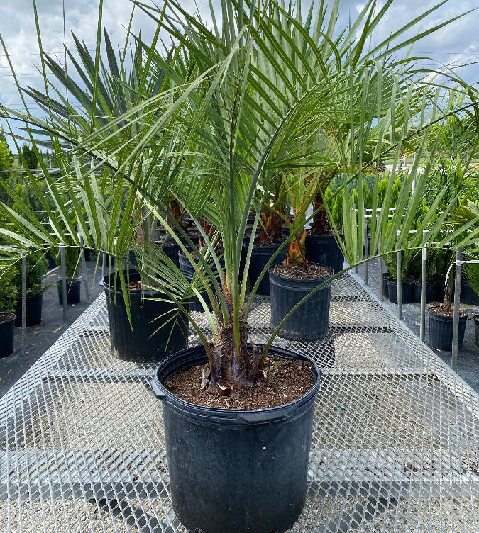 Pindo Palm, Jelly Palm, Cocos Australis in a pot