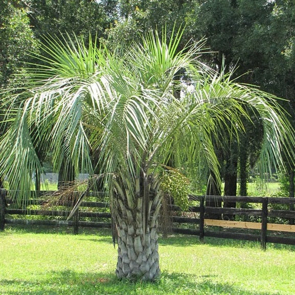 Pindo Palm, Jelly Palm, Cocos Australis in a garden