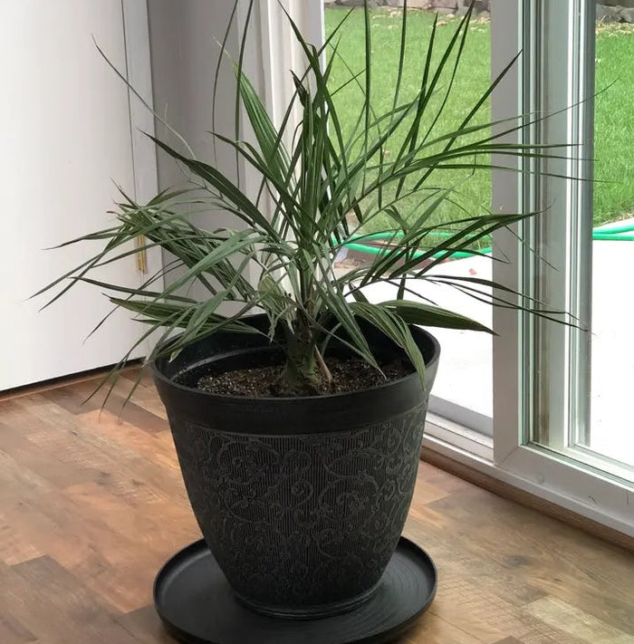 Pindo Palm, Jelly Palm, Cocos Australis inside house