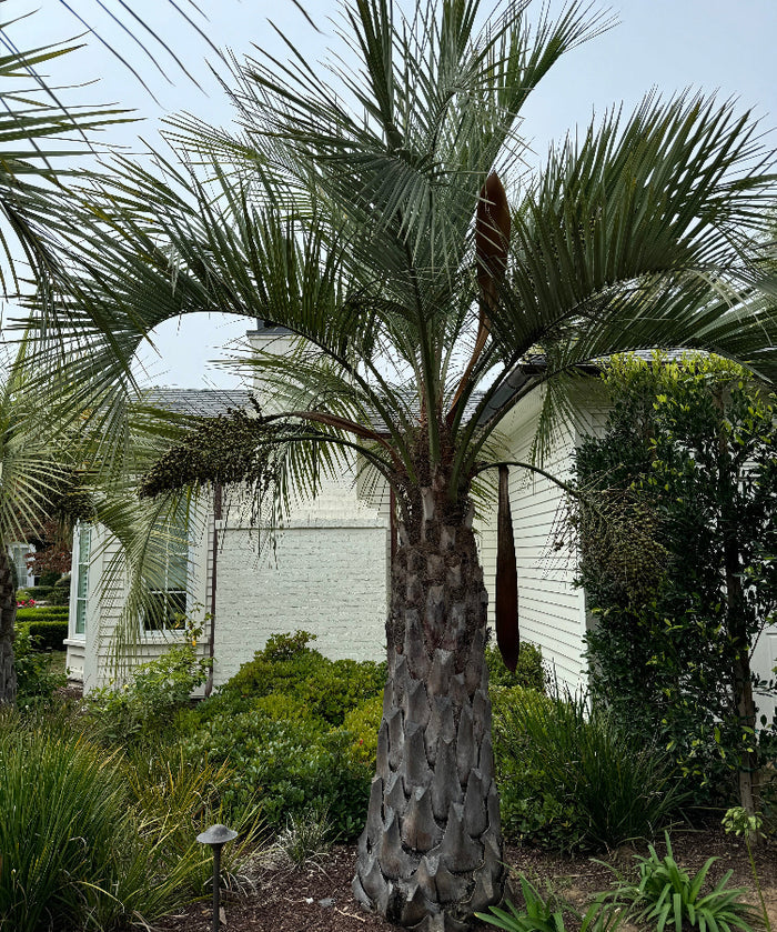 Pindo Palm, Jelly Palm, Cocos Australi planted in ground landscape