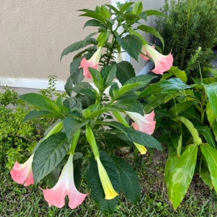A young Pink Angel's Trumpet plant featuring large, pendulous pink and white trumpet-shaped flowers and broad green leaves, growing outdoors in a garden setting next to a building.
