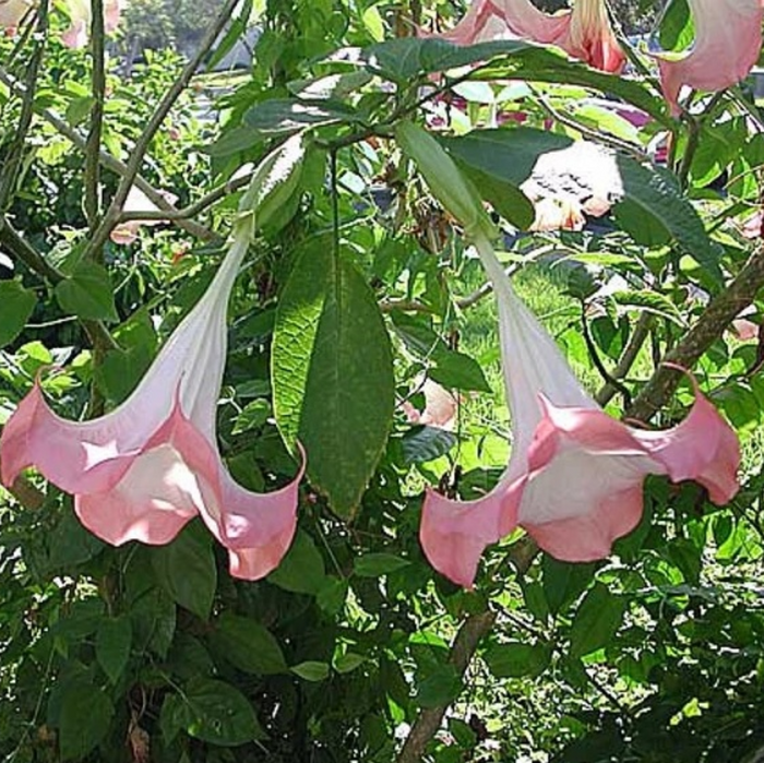A close-up view of large, pendulous pink and white trumpet-shaped flowers blooming on a Pink Angel's Trumpet tree