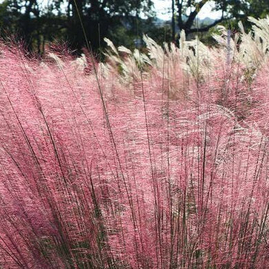 Pink muhly grass with a city skyline and water in the background