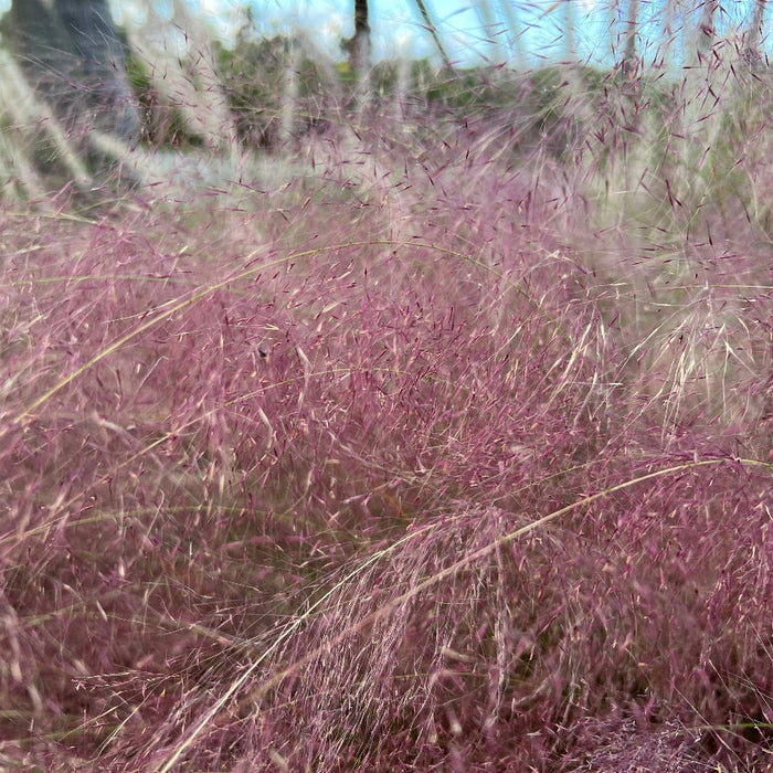 Pink muhly grass blooms