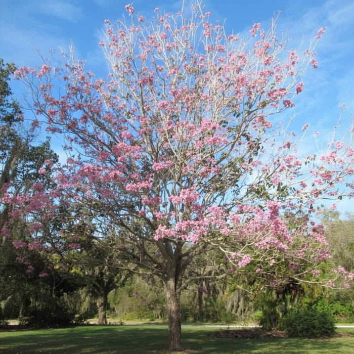 Mature Pink Trumpet Tree Tabebuia heterophylla, showcasing a magnificent, open canopy adorned with clusters of vibrant pink trumpet-shaped blossoms, standing prominently in an outdoor landscape setting under a bright blue sky, ideal as a stunning spring-blooming focal point and eye-catching landscape feature.