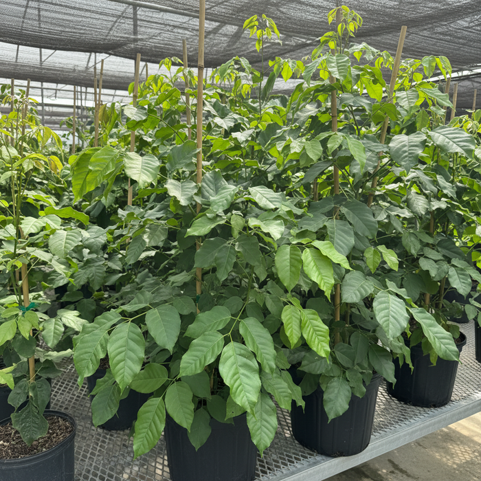 A potted araboian coffee tree, green leafy plant with multiple stems and bamboo stakes, growing in a black plastic nursery pot on a metal shelf inside a greenhouse.
