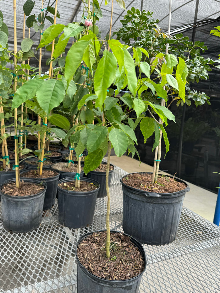 Young Pink Trumpet Tree Tabebuia heterophylla in a 3 gallon black nursery pot, featuring a staked, developing trunk and a canopy of bright green leaves, standing grouped together with other plants in an outdoor nursery setting, showcasing its early growth and cultivation.