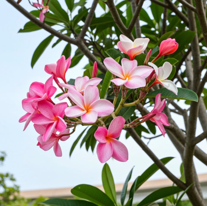 Close-up of vibrant pink and white Plumeria flowers blooming in a cluster on a branch with lush green leaves.