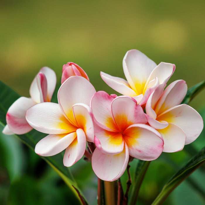 A close-up image of pink Plumeria Frangipani Obtusa flowers with yellow centers, showcasing their orchid-like appearance.