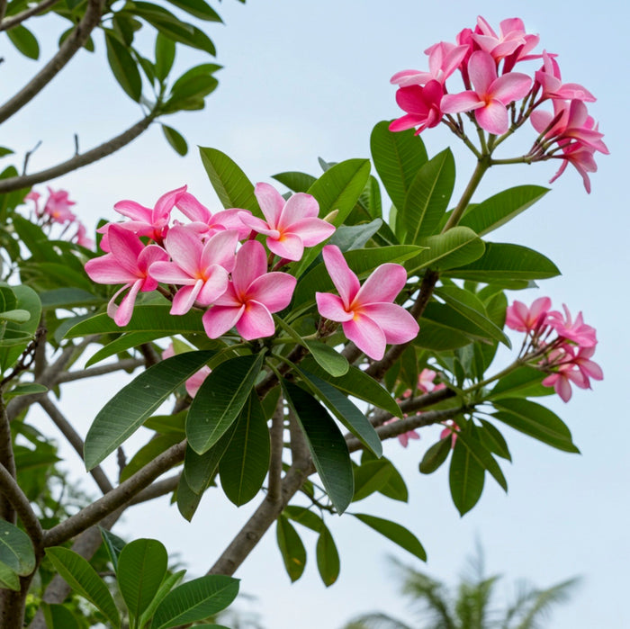 Close-up of vibrant pink and white Plumeria flowers blooming in a cluster on a branch with lush green leaves.