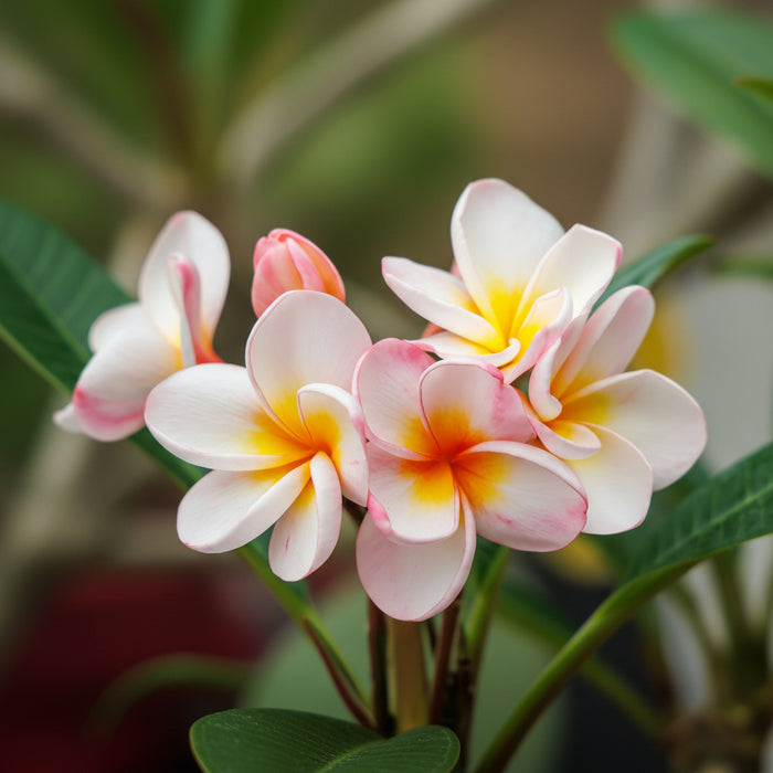 Close-up image of pink Plumeria Rubra Frangipani flowers with white borders on the petals, showcasing their orchid-like appearance.