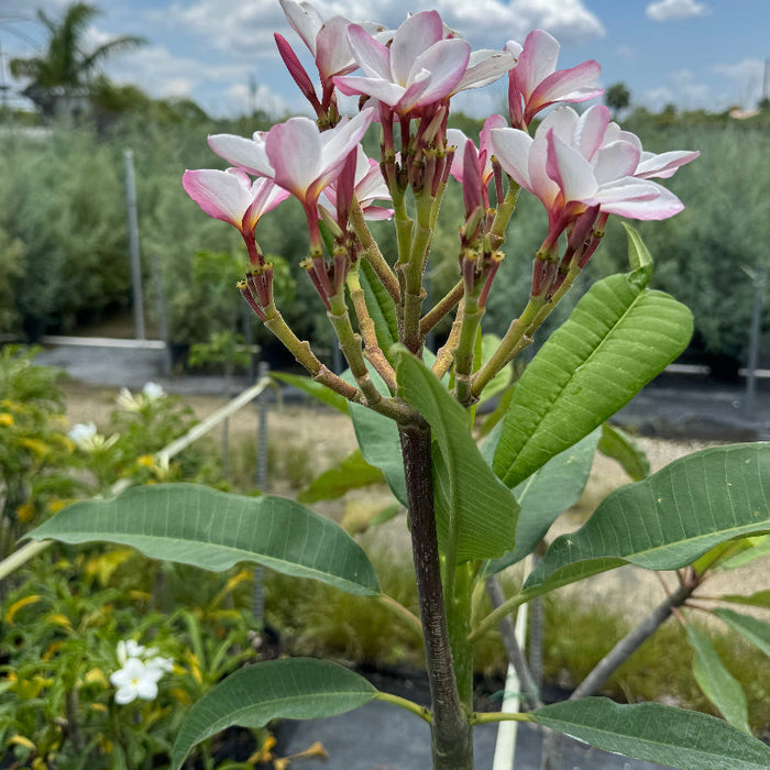 A close-up image of pink Plumeria Frangipani Obtusa flowers with yellow centers, showcasing their orchid-like appearance.