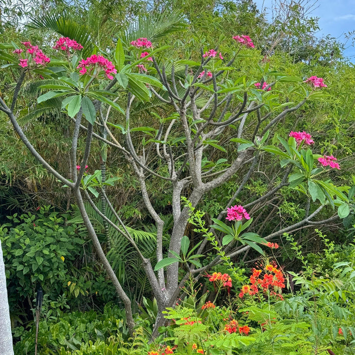 Mature Plumeria Rubra Red Orchid Flowering Tree, showcasing its characteristic sculptural branching and lush green canopy dotted with bright pinkish-red blooms, growing in a vibrant outdoor tropical garden setting with lush green undergrowth and contrasting orange flowers at its base, highlighting its beautiful natural form and landscape appeal.