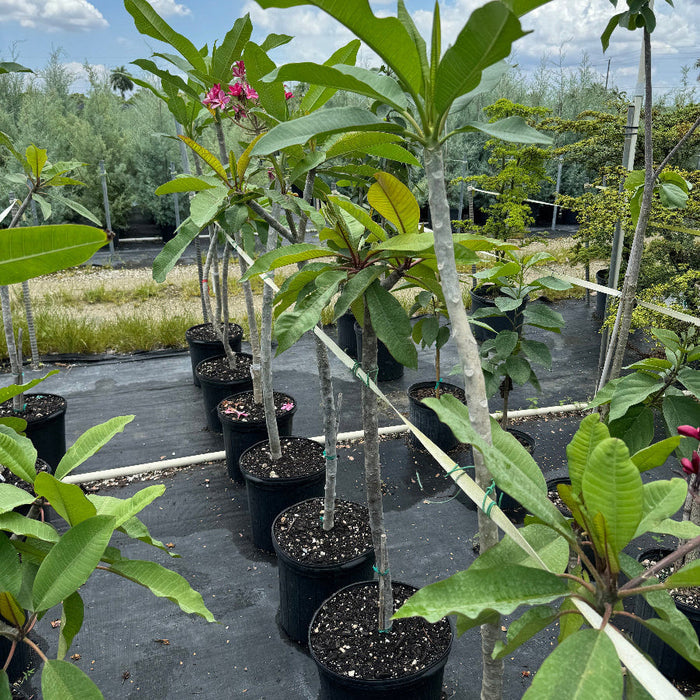 Young Plumeria Rubra Red Orchid Flowering Tree in a 7 gallon black nursery pot, featuring a thick, developing trunk and a canopy of elongated green leaves with emerging pinkish-red blooms, standing in a row within an outdoor nursery setting under a partly cloudy sky, showcasing its early growth and potential to become a spectacular tropical focal point.