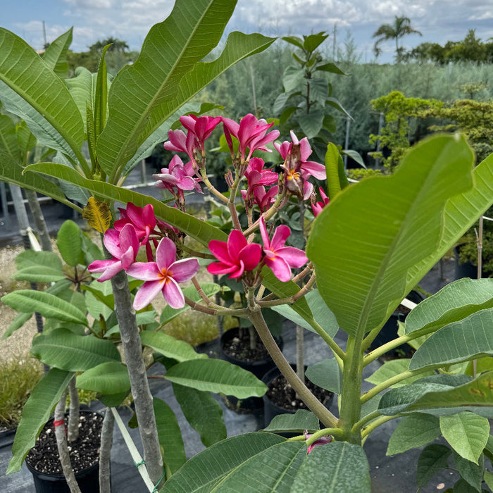 Young Plumeria Rubra Red Orchid Flowering Tree in a 5 gallon black nursery pot, featuring an emerging canopy of elongated green leaves crowned with a vibrant cluster of beautiful pinkish-red blooms, standing in an outdoor nursery setting under a bright, partly cloudy sky, showcasing its early growth and exquisite tropical floral display.