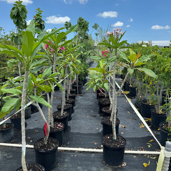 Plumeria Rubra Pink Orchid Flowering Tree in 5gal pot in rows