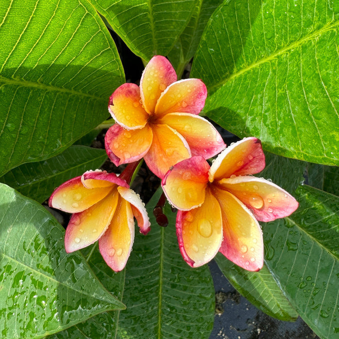 Close up of Plumeria Rubra Pink Yellow Flowering Tree blooms with vibrant pink petals and rich yellow centers, ideal for colorful ornamental garden landscapes.