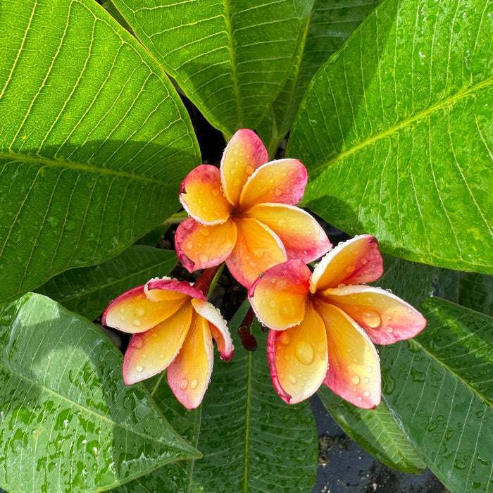 Close up of Plumeria Rubra Pink Yellow Flowering Tree branching structure with textured tropical stems and emerging multicolor blooms, ideal for exotic outdoor garden landscapes.