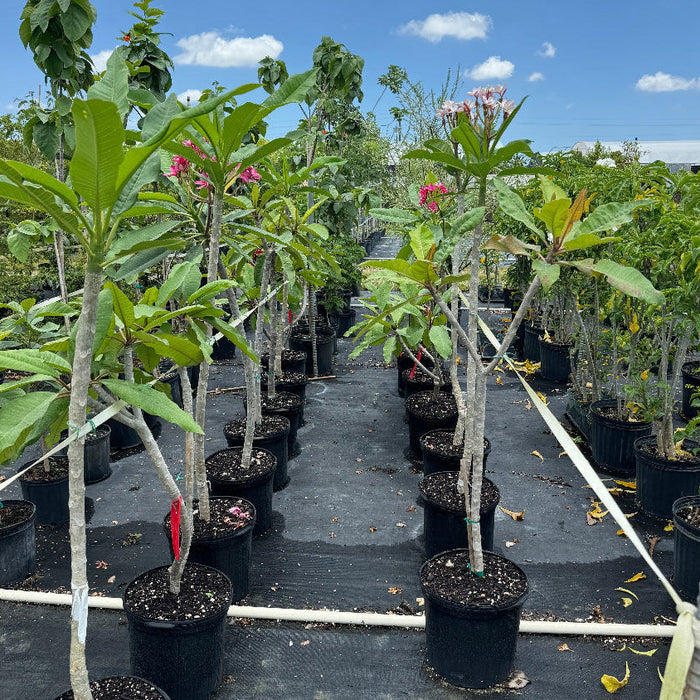 Young Plumeria Rubra Pink-Yellow Orchid Flowering Tree in a 5 gallon black nursery pot, featuring a slender, developing trunk and a canopy of lush, elongated green leaves with emerging blooms, standing in a row on black landscaping fabric within an outdoor nursery field under a bright blue, partly cloudy sky, showcasing its steady growth and cultivation.