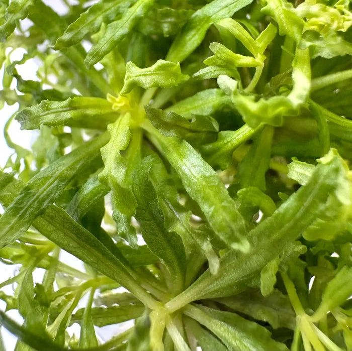 Pogostemon helferi 'Downoi' Tissue Culture — green crinkled-leaf culture plant