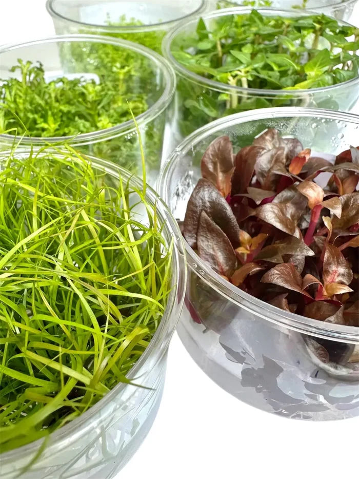 Clear glass bowls of vibrant green and red Pogostemon Helferi Downoi tissue culture greens