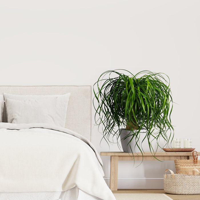 Ponytail palm tree in a white pot setting next to a bed