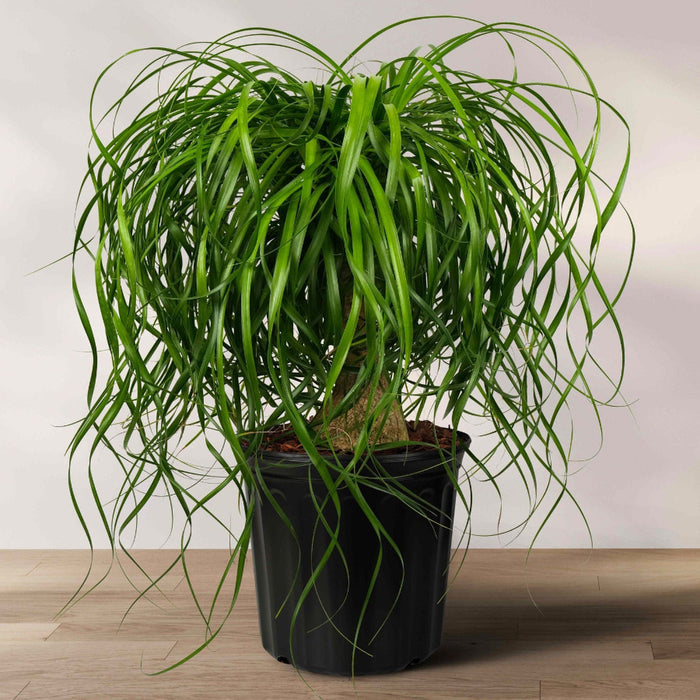 Ponytail palm tree in a black pot, with long green leaves cascading from the top, placed on a wooden floor against a white background.