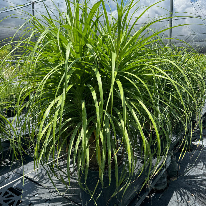 Ponytail palm tree in a black pot, with long green leaves cascading from the top