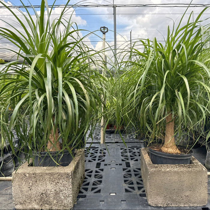 Ponytail palm plant with long green leaves in nursery pot 2gal