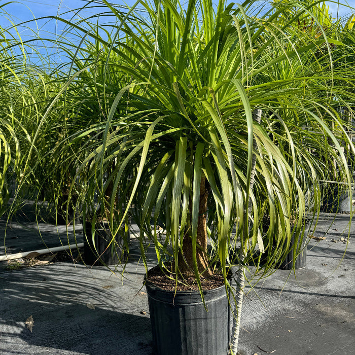 Ponytail palm tree in a black pot, with long green leaves cascading from the top