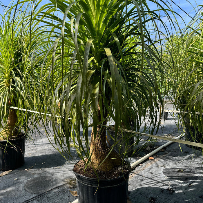 Ponytail palm tree in a black pot, with long green leaves cascading from the top