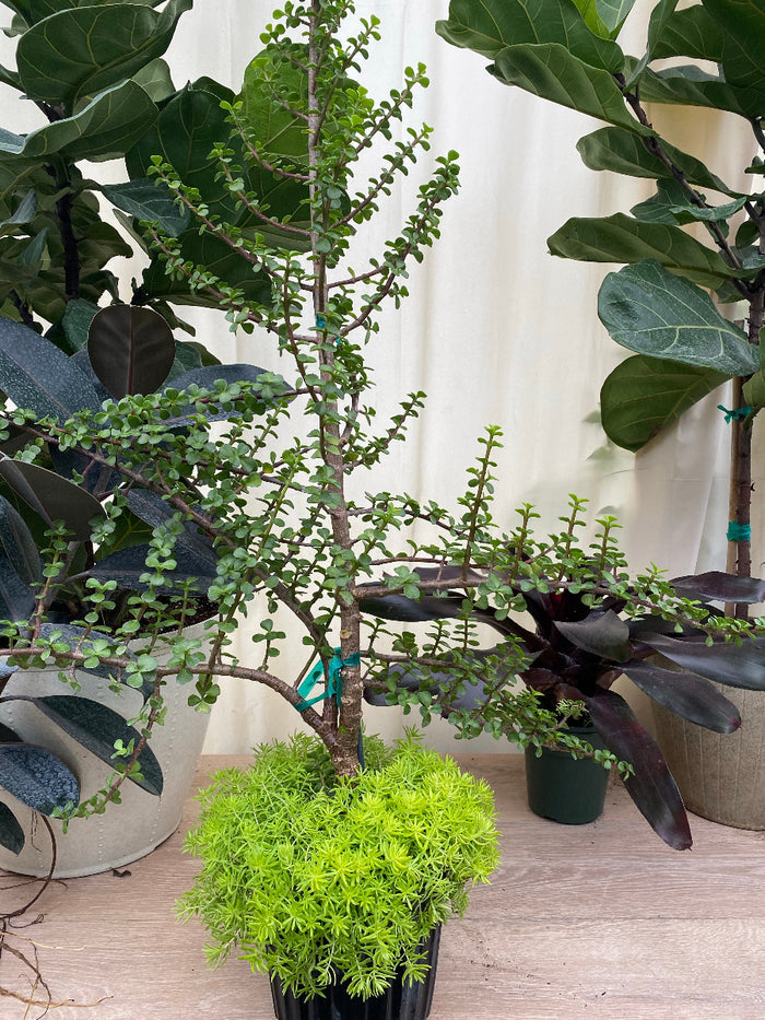A potted Serissa Foetida Japonica